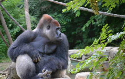 Harambe theme v2 for chromebooks small promo image