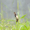 Javan Munia