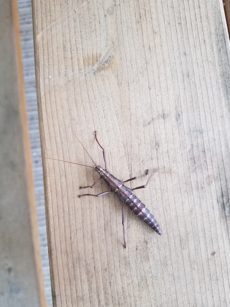 Southern two-striped walkingstick