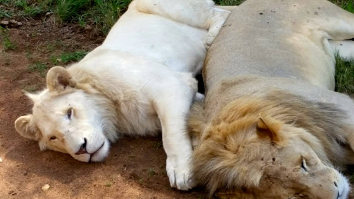 Lion Park South Africa 2015