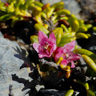 Alpine Azalea