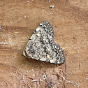 Common Idia Moth