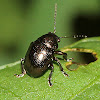 Leaf Beetle