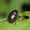 Leaf Beetle