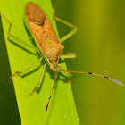 Leaf-footed Bug