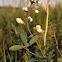 White Wild Indigo