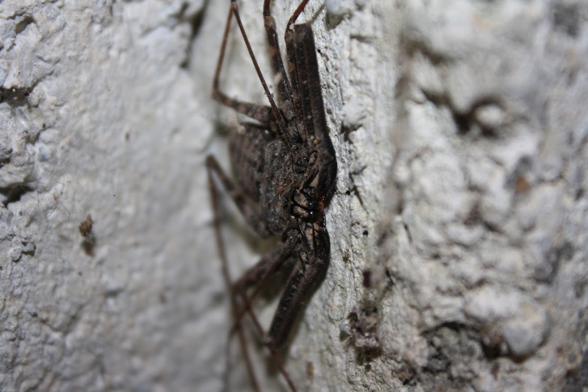 Sri Lanka Whip Spider