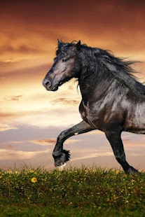 How to install Horses Live Wallpaper 1.1 mod apk for android