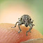 Broad-nosed Weevil