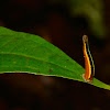 Tiger Leech