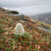 woolly lousewort