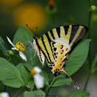 Five-Bar Swordtail / तरवार पुच्छरे पुतलीको प्रजाती