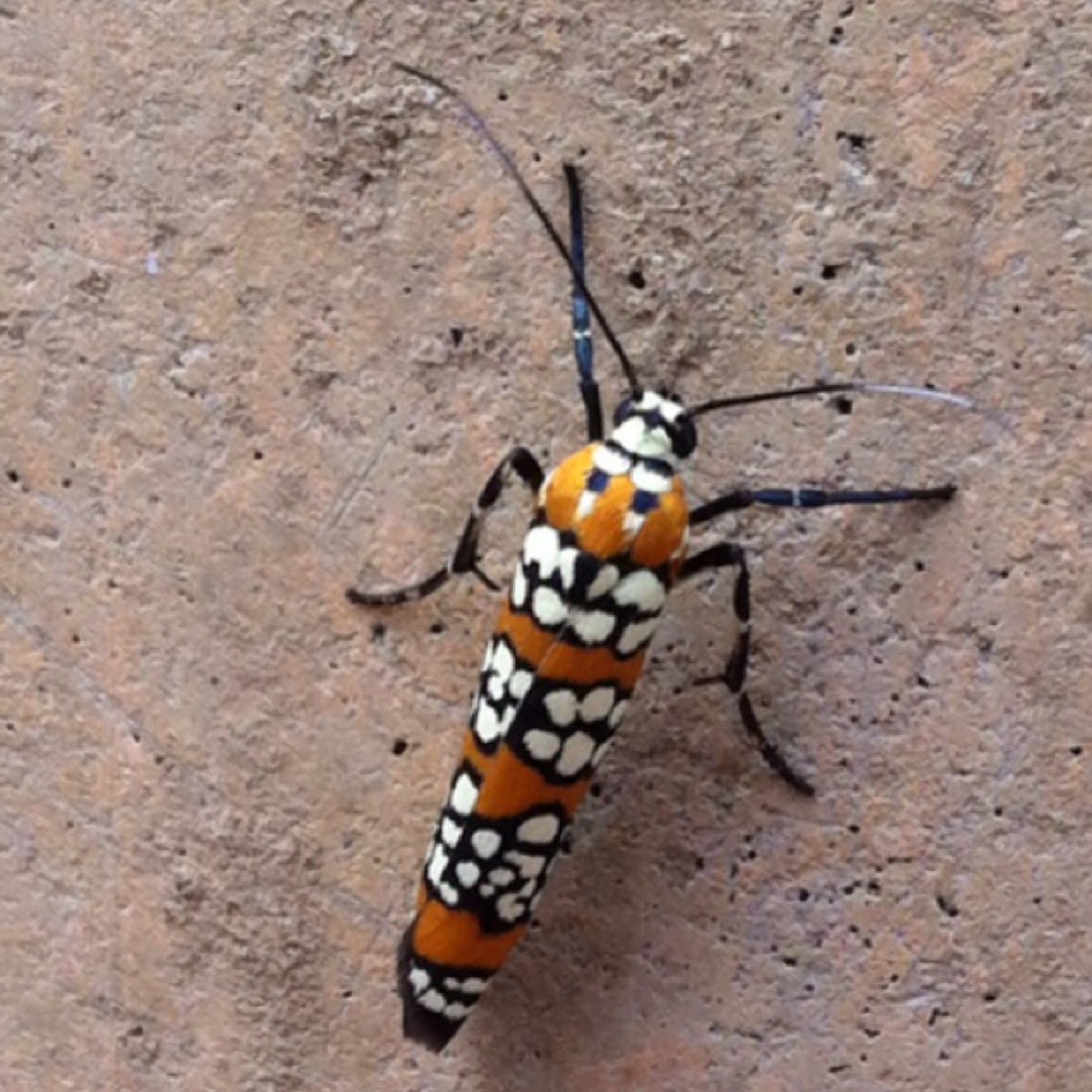 Ailanthus Webworm Moth