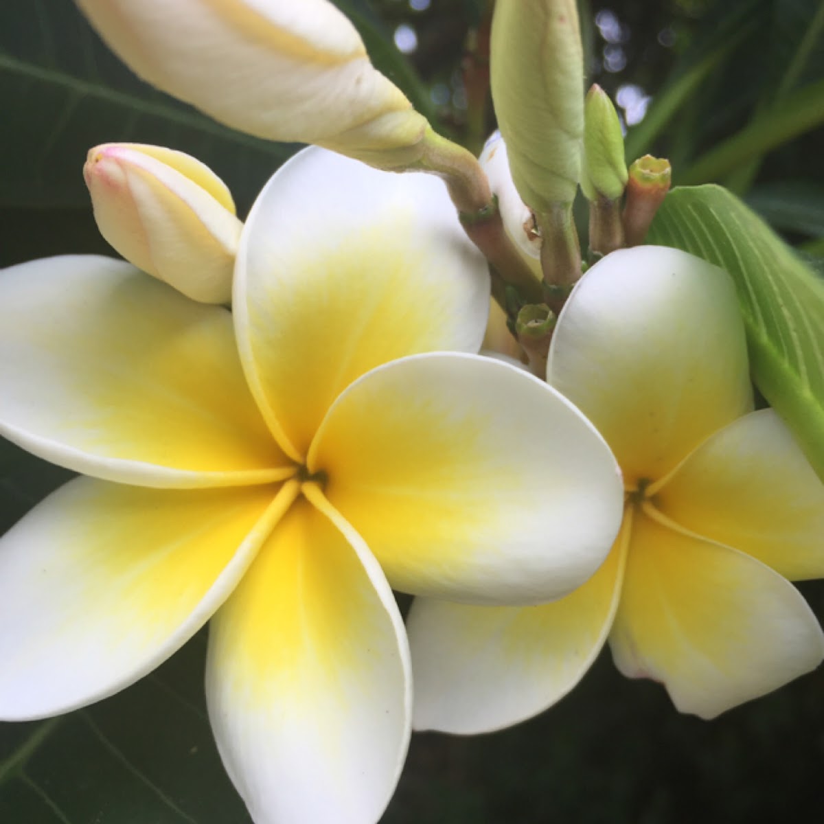 Frangipani