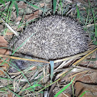 Southern white-breasted hedgehog