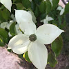 Pacific Dogwood