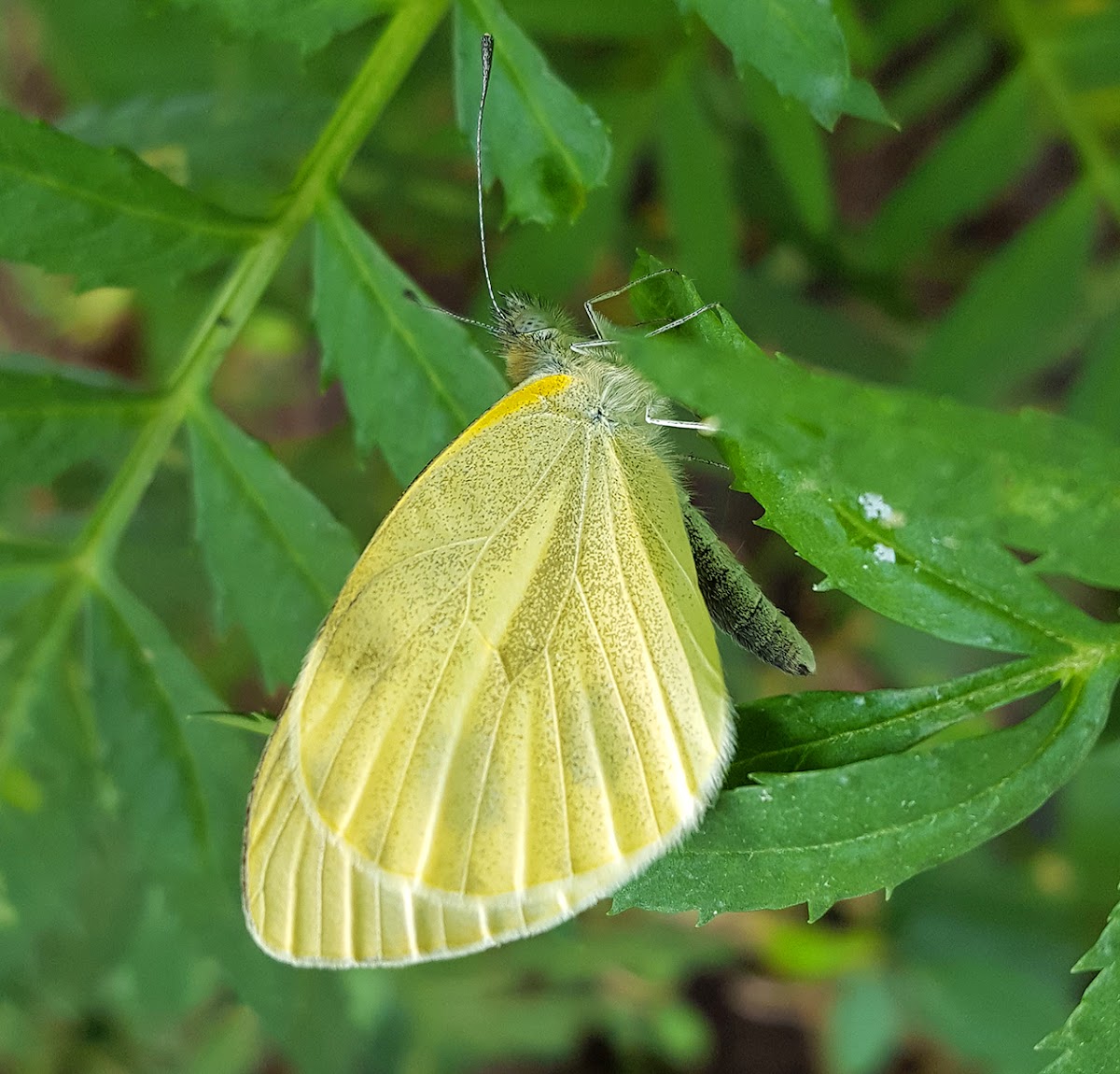 Indian Cabbage White