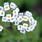 Sweet Alyssum