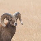 Bighorn Sheep