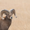 Bighorn Sheep