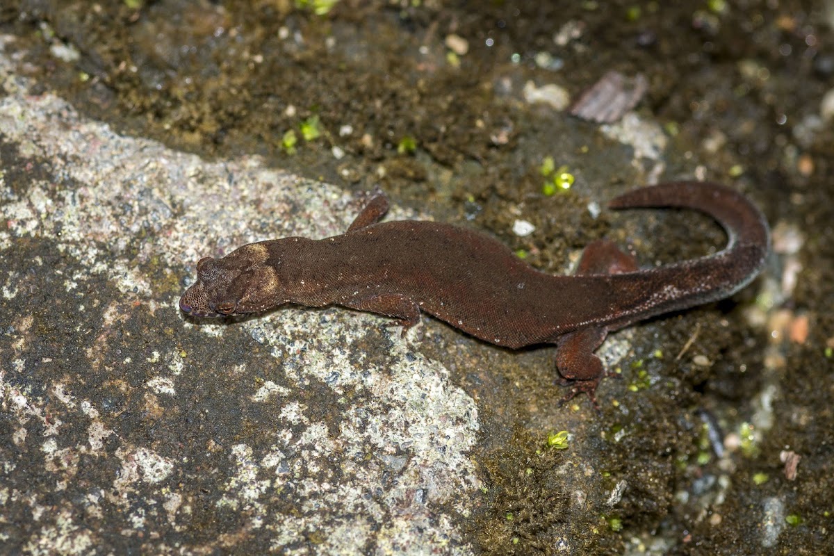 Amazon Pygmy Gecko