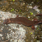 Amazon Pygmy Gecko