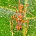 Weaver-ant mimicking jumper ♂️