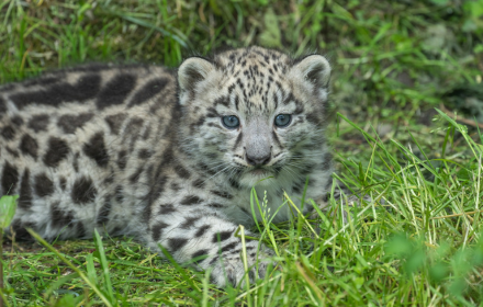 Baby leopard small promo image