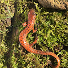 Cave Salamander