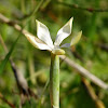 Dianthus Monadelphus