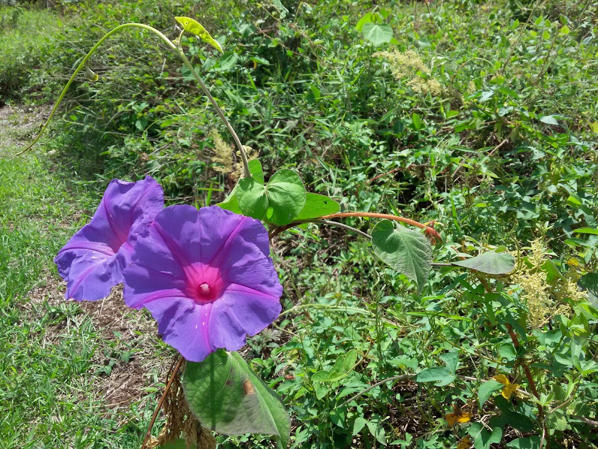 Campanilla morada