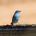 Mountain Bluebird