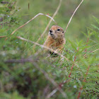 Arctic ground squirrel (siksik)