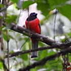 Diard's Trogon male