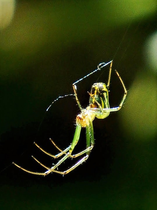 Orchard spider