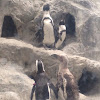 African Penguin