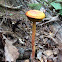 Shaggy-stalked bolete