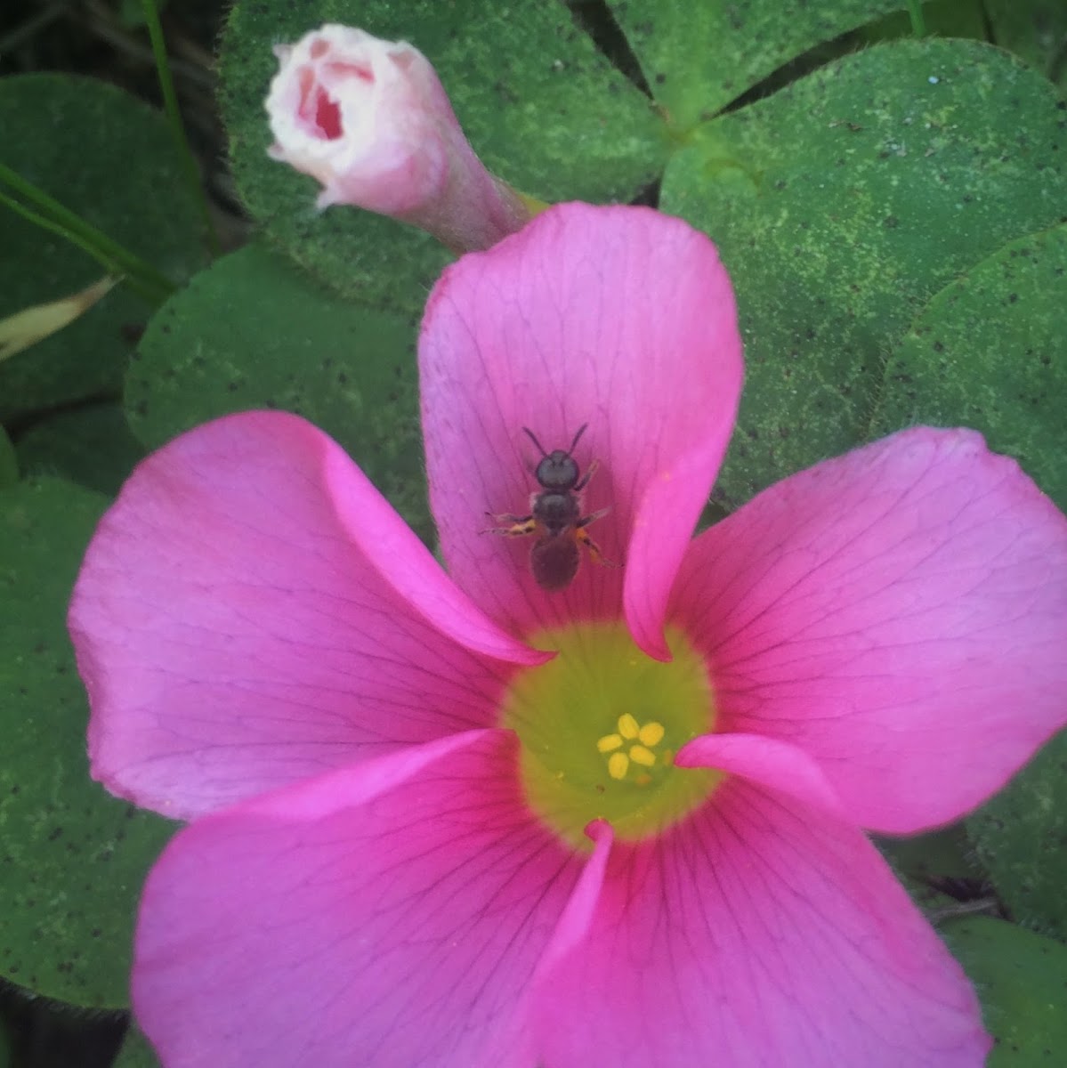 Small Carpenter Bee