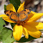 Pearl Crescent