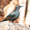 Red-winged Starling