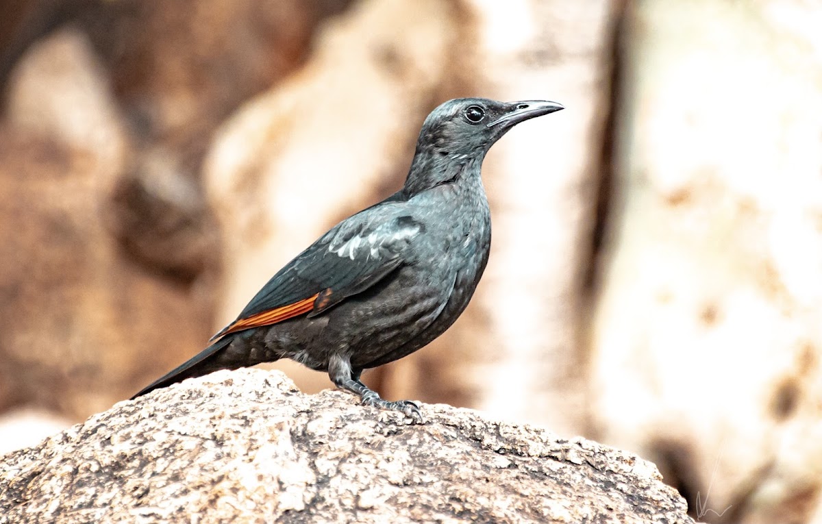 Red-winged Starling