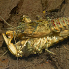 Spinycheek crayfish