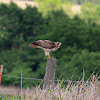 Red-tailed Hawk