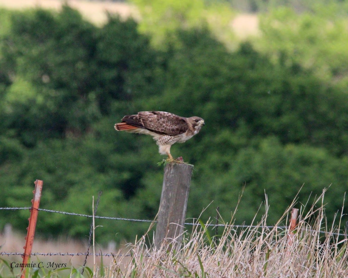 Red-tailed Hawk