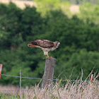 Red-tailed Hawk