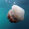 White-spotted Jellyfish