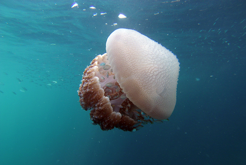 White-spotted Jellyfish