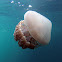 White-spotted Jellyfish