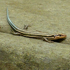 Five-lined Skink