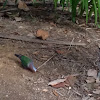 Common Emerald Dove